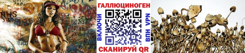 OMG ссылки Мышкин даркнет наркотические препараты Галлюциногенные грибы Psilocybe